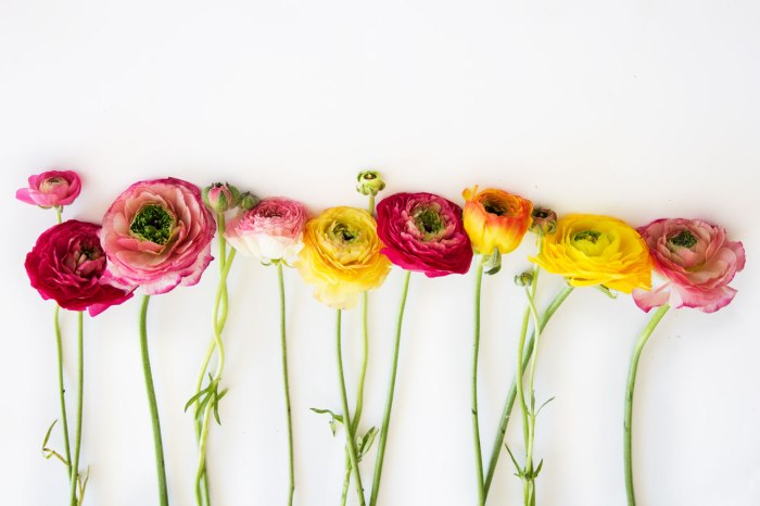 un-blog-une-fille-fleurs-aligne╠ües