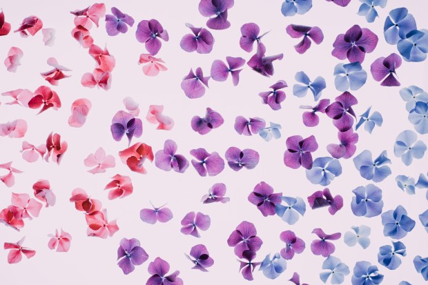 Death_to_stock_photography_bonus_floral_7