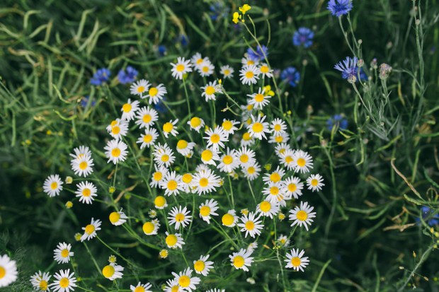kaboompics.com_Chamomile flowers